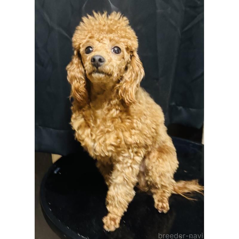 販売中の神奈川県のトイプードル-390477の3枚目