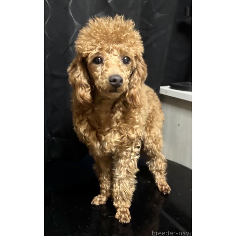 販売中の神奈川県のトイプードル-390477の2枚目