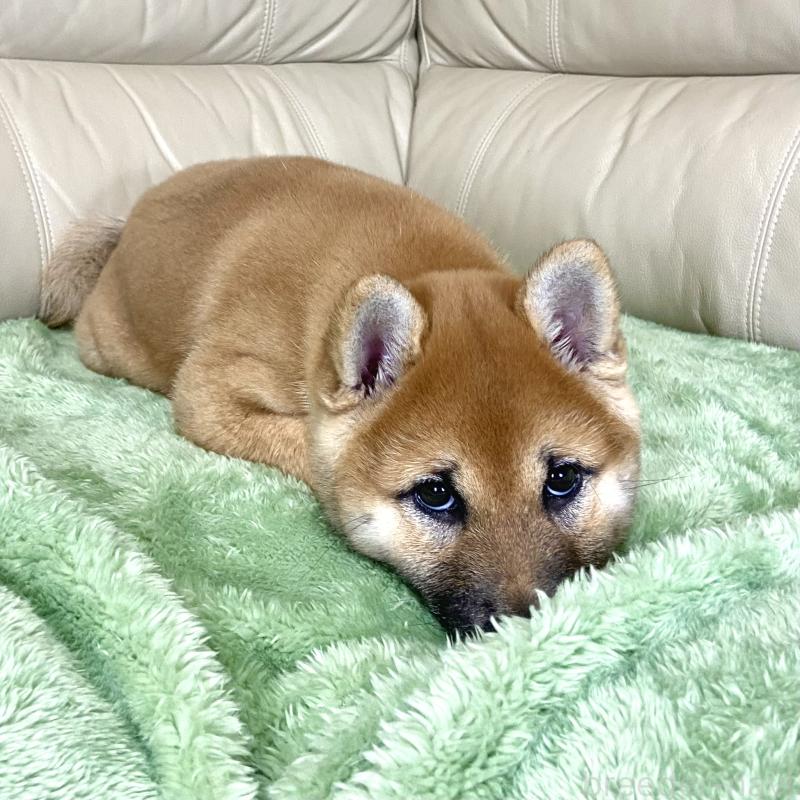 成約済の茨城県の柴犬-433828の15枚目
