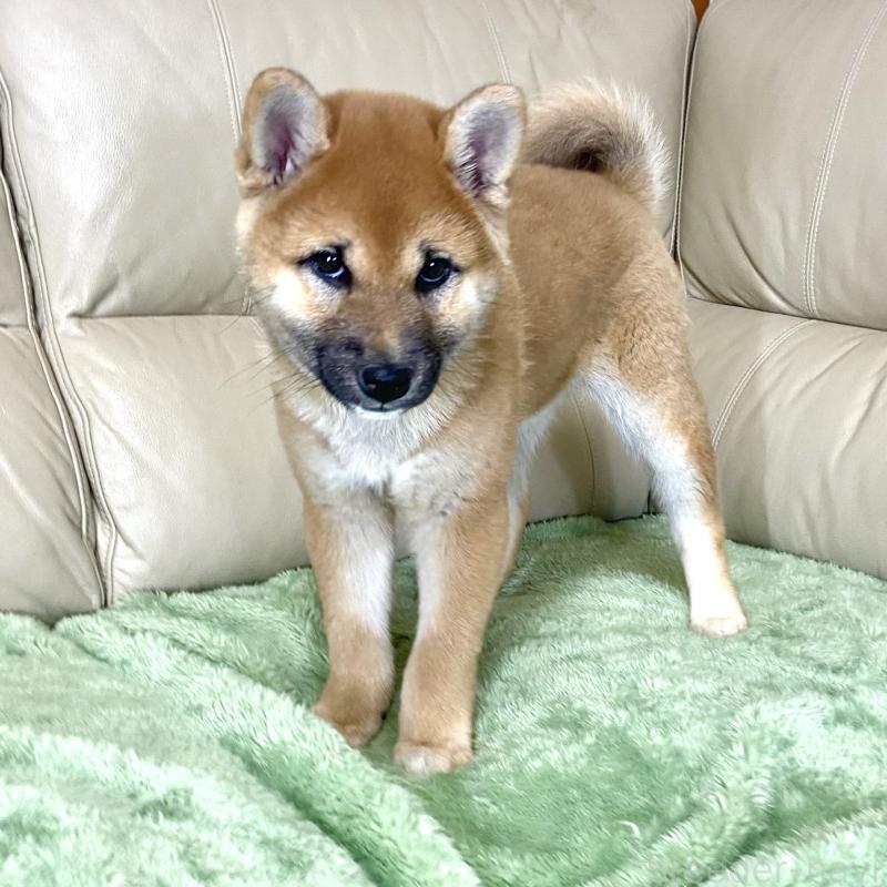 成約済の茨城県の柴犬-433828の14枚目