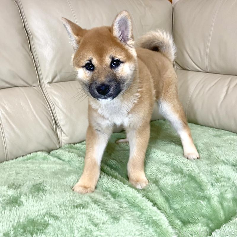 成約済の茨城県の柴犬-433828の13枚目