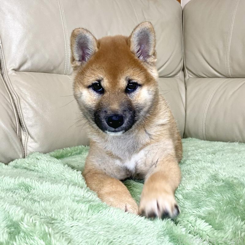 成約済の茨城県の柴犬-433828の12枚目