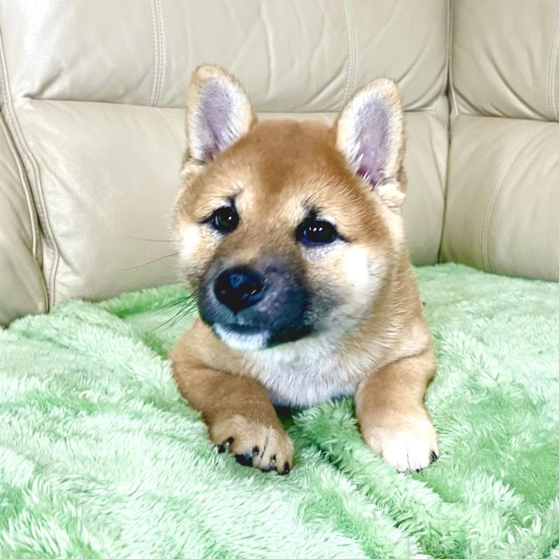 成約済の茨城県の柴犬-433828の11枚目