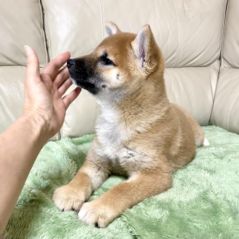 成約済の茨城県の柴犬-433828の10枚目
