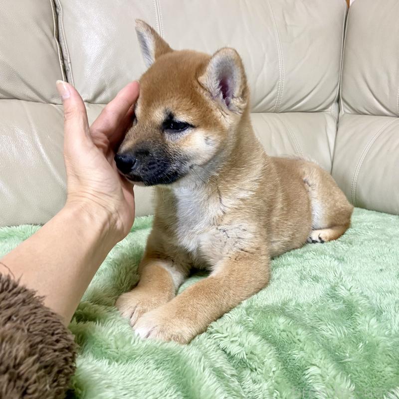 成約済の茨城県の柴犬-433828の8枚目