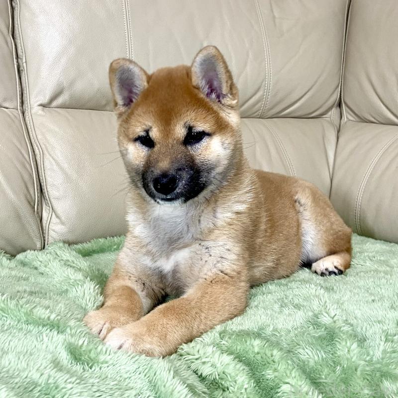 成約済の茨城県の柴犬-433828の7枚目