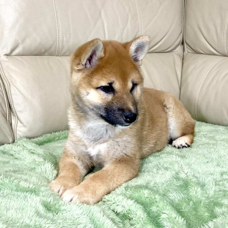 成約済の茨城県の柴犬-433828の5枚目