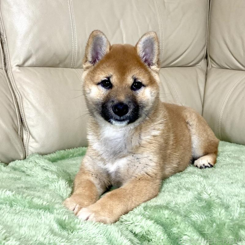 成約済の茨城県の柴犬-433828の4枚目