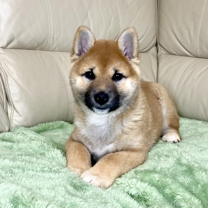 成約済の茨城県の柴犬-433828の3枚目