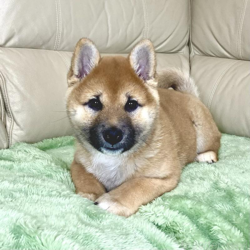 販売中の茨城県の柴犬-433828