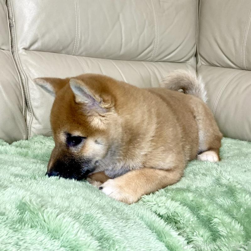 成約済の茨城県の柴犬-433828の2枚目