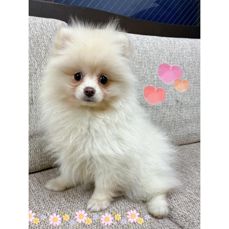 販売中の東京都のポメラニアン-436100の3枚目