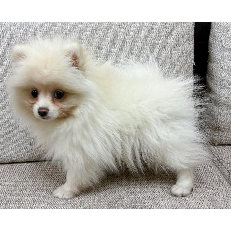 販売中の東京都のポメラニアン-436100の2枚目