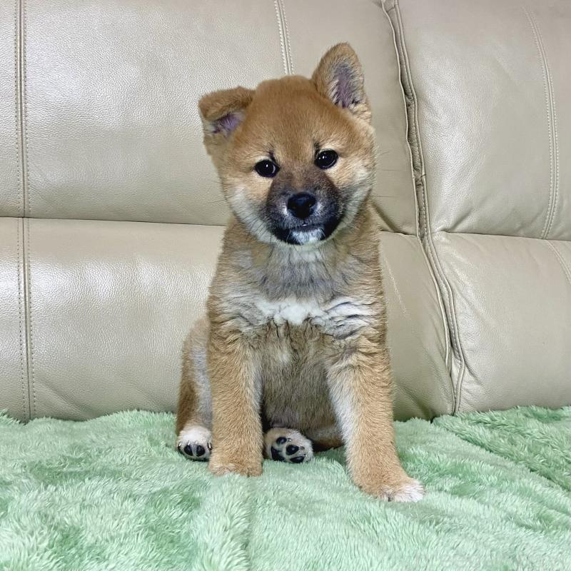 成約済の茨城県の柴犬-433845の15枚目