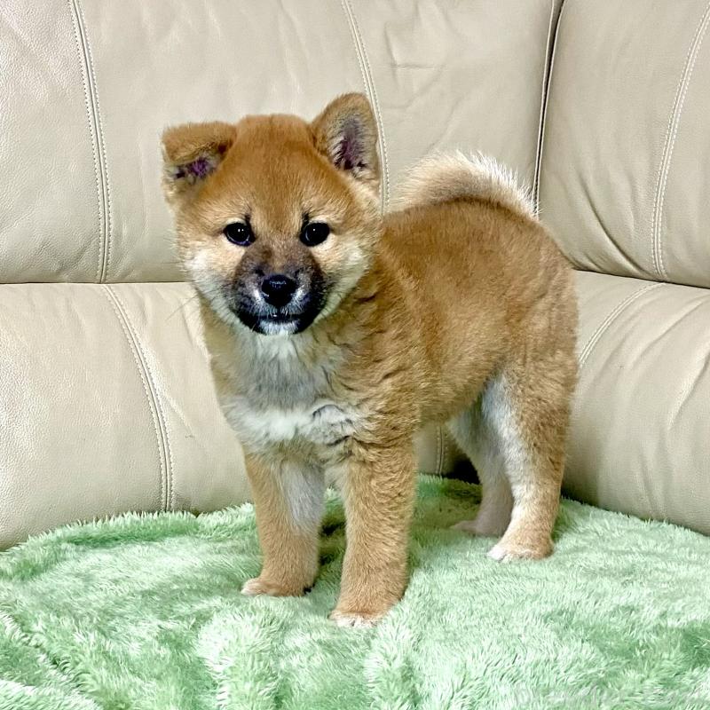 成約済の茨城県の柴犬-433845の14枚目