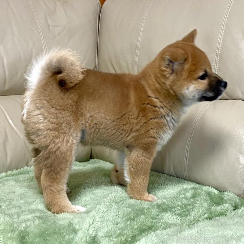 成約済の茨城県の柴犬-433845の13枚目