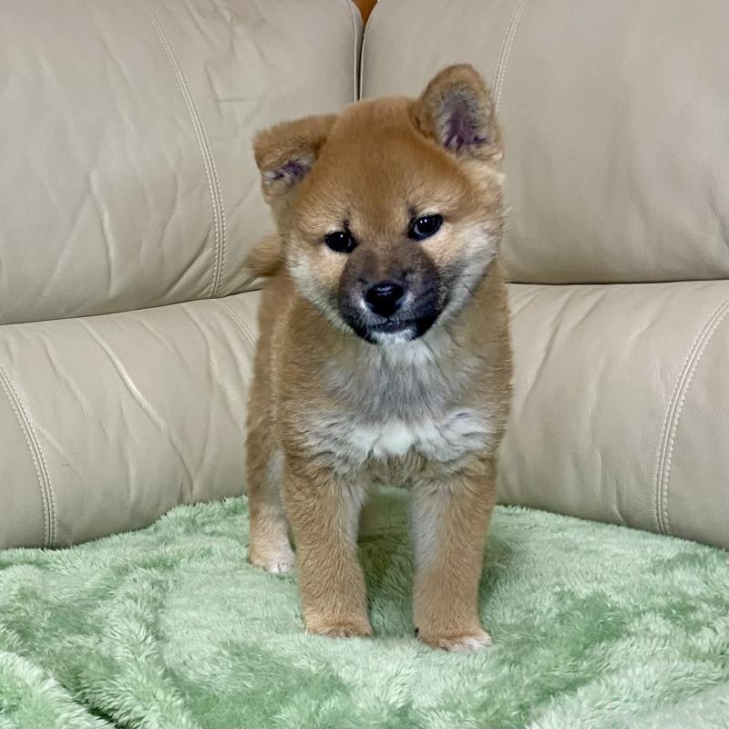 成約済の茨城県の柴犬-433845の12枚目