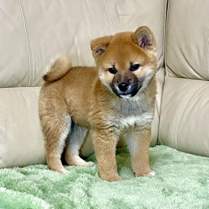 成約済の茨城県の柴犬-433845の11枚目