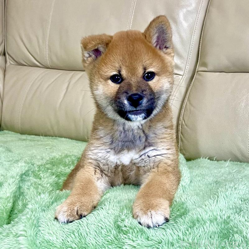 成約済の茨城県の柴犬-433845の10枚目