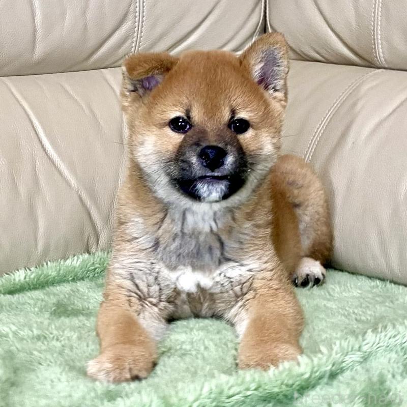 成約済のの柴犬-433845