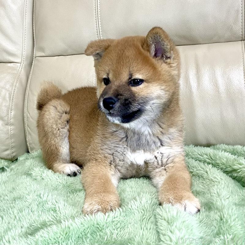 成約済の茨城県の柴犬-433845の9枚目