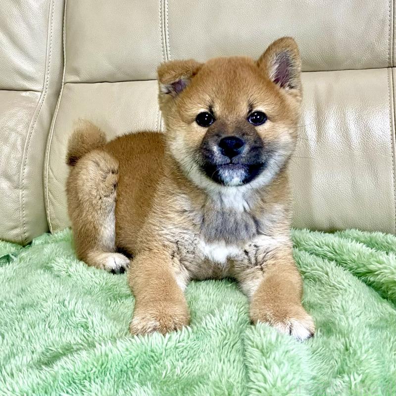 成約済の茨城県の柴犬-433845の8枚目