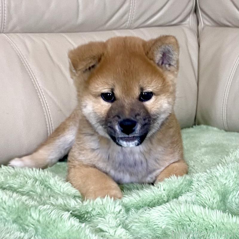 成約済の茨城県の柴犬-433845の6枚目