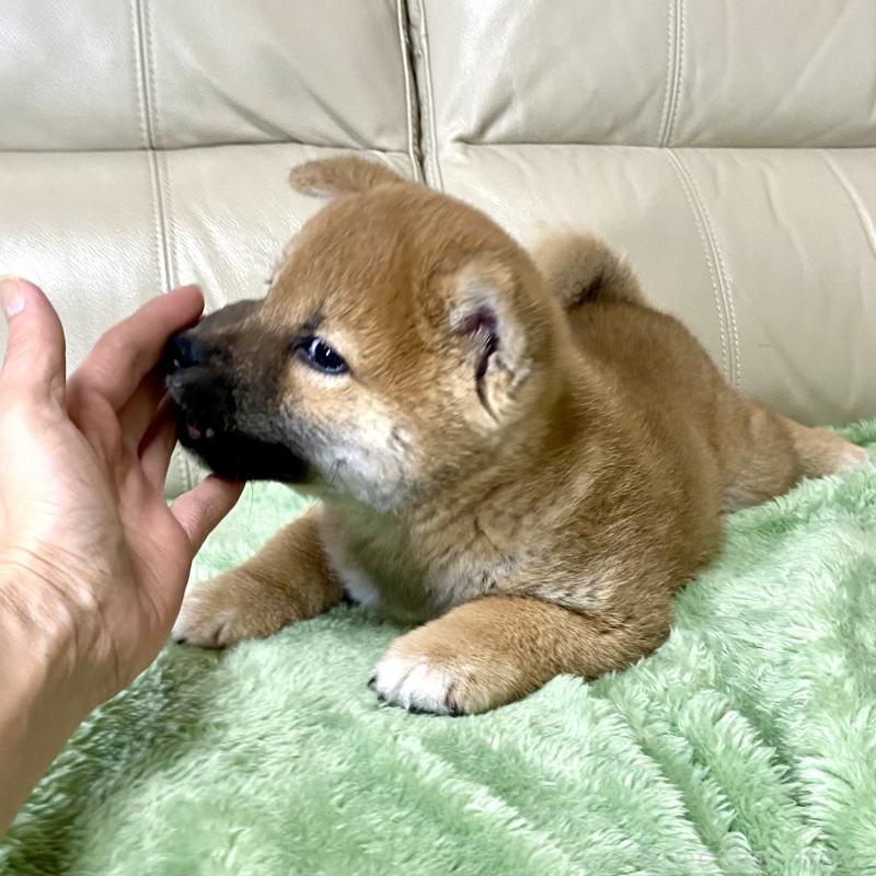 成約済の茨城県の柴犬-433845の5枚目