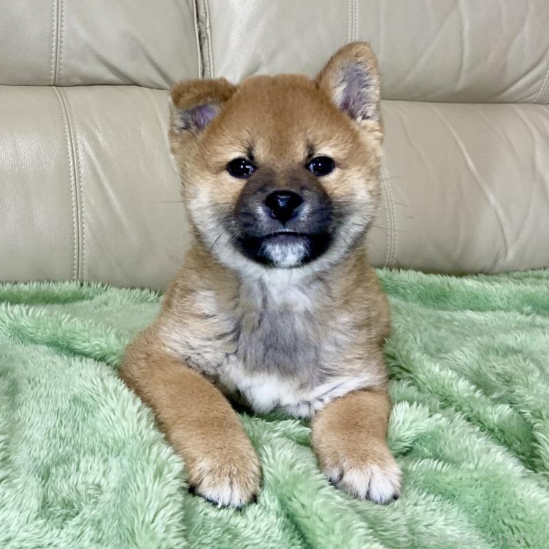 成約済の茨城県の柴犬-433845の4枚目