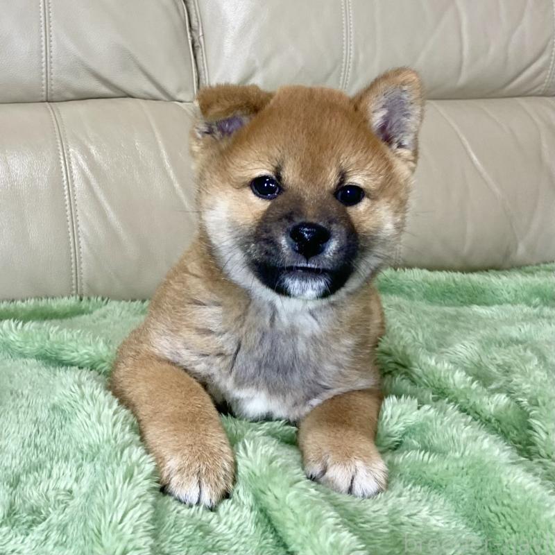 成約済の茨城県の柴犬-433845の3枚目