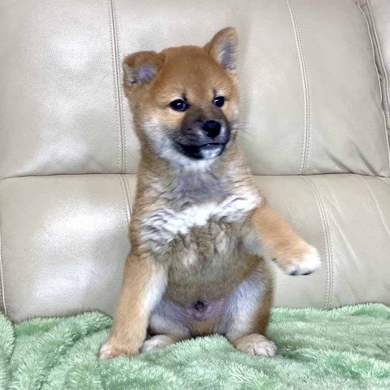 成約済の茨城県の柴犬-433845の2枚目