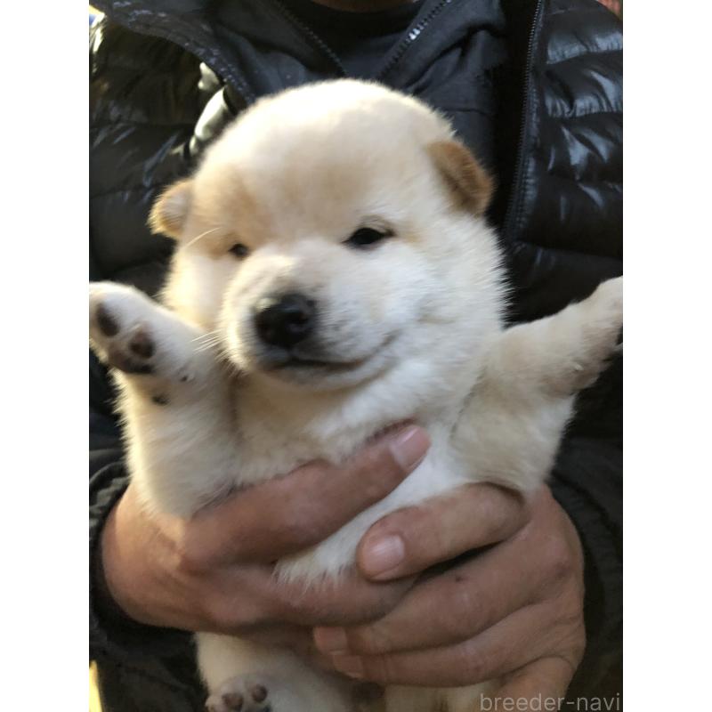 販売中の山口県の柴犬-438590