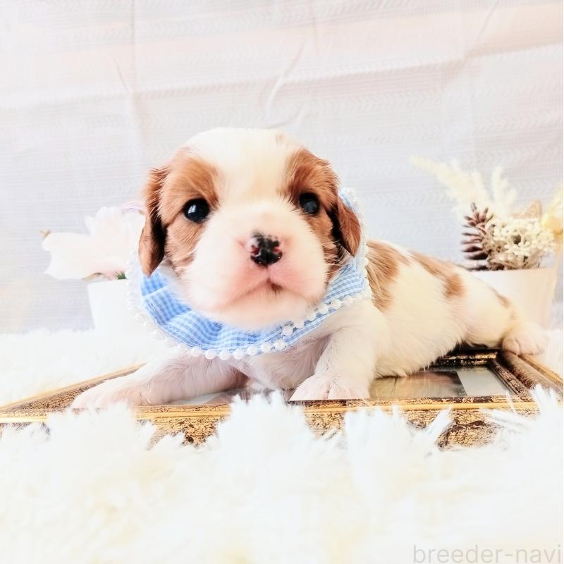 販売中の和歌山県のキャバリアキングチャールズスパニエル-441435の7枚目
