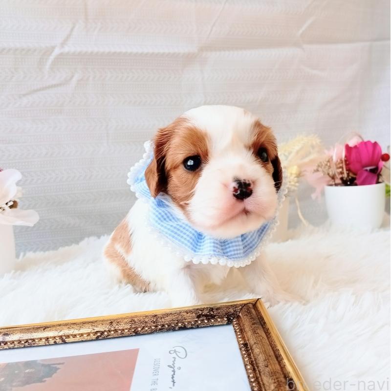 販売中の和歌山県のキャバリアキングチャールズスパニエル-441435の5枚目