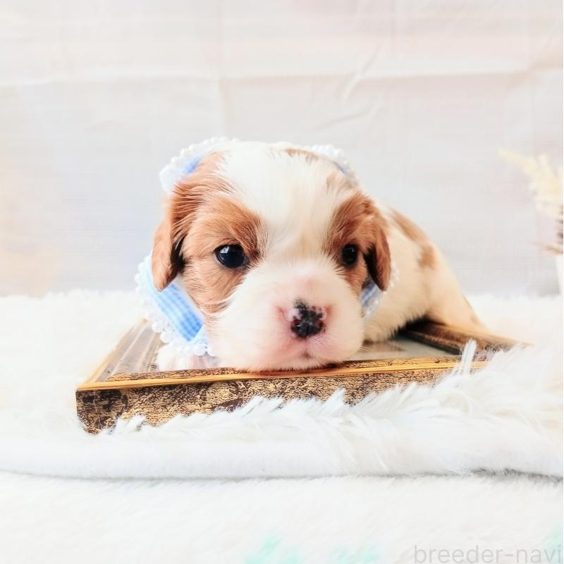 販売中の和歌山県のキャバリアキングチャールズスパニエル-441435の4枚目