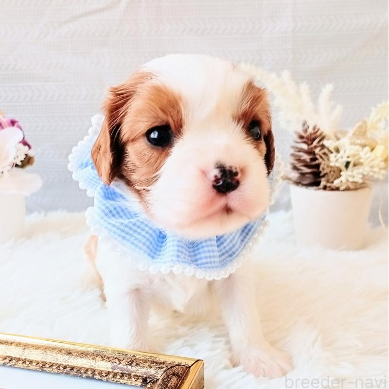 販売中の和歌山県のキャバリアキングチャールズスパニエル-441435の3枚目