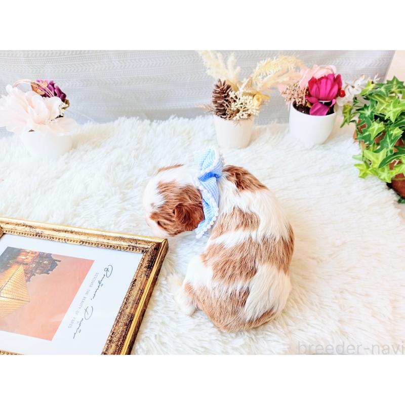 販売中の和歌山県のキャバリアキングチャールズスパニエル-441435の2枚目