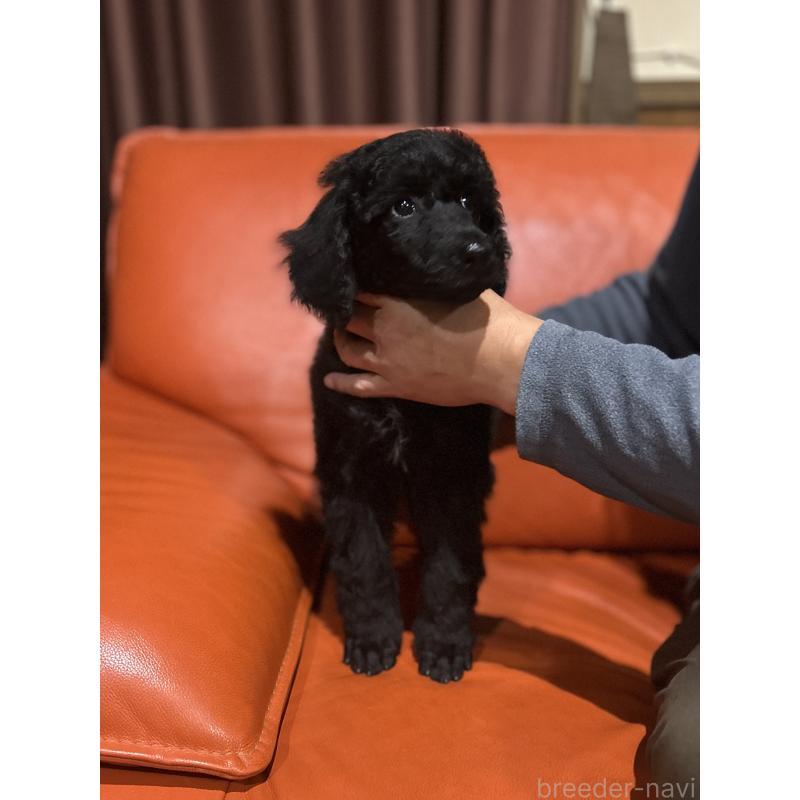 販売中の山梨県のスタンダードプードル-435908の4枚目