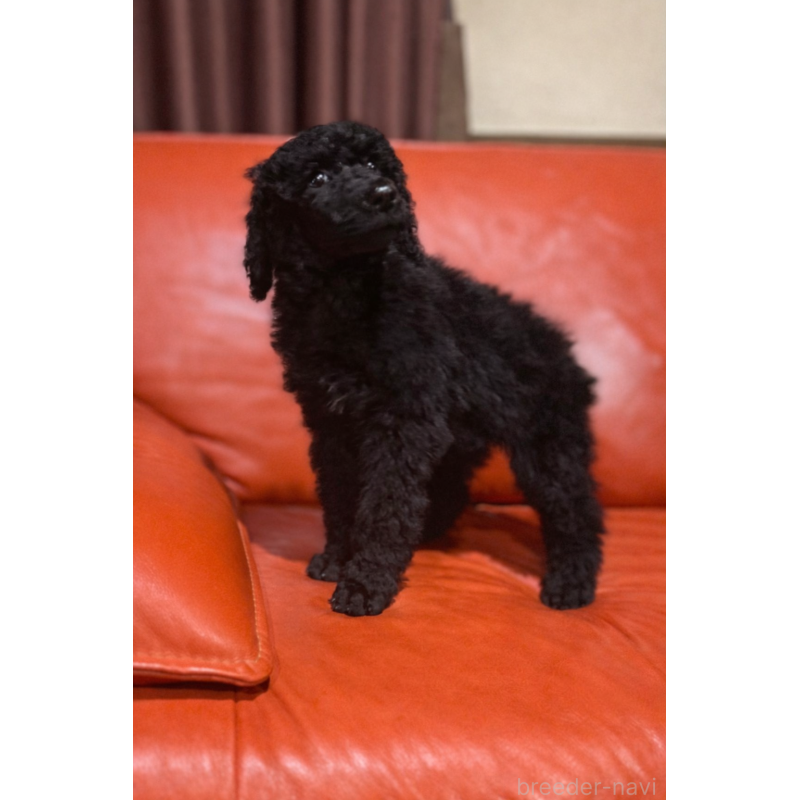 販売中の山梨県のスタンダードプードル-435908の3枚目