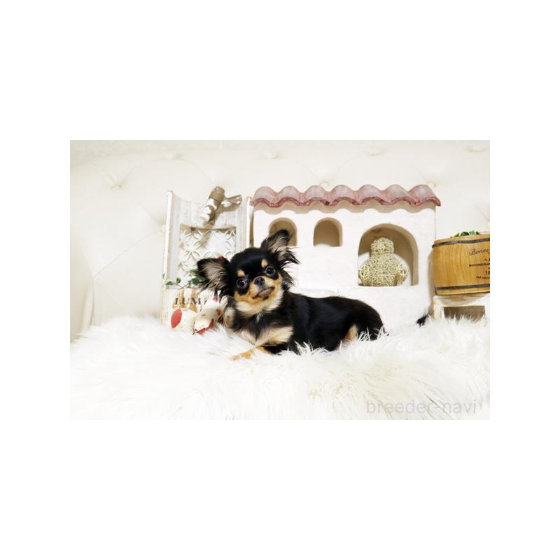 販売中の佐賀県のチワワ(ロングコート)-425015の5枚目