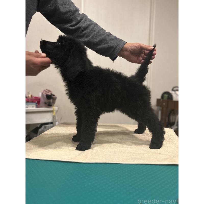 販売中の山梨県のスタンダードプードル-435908の2枚目