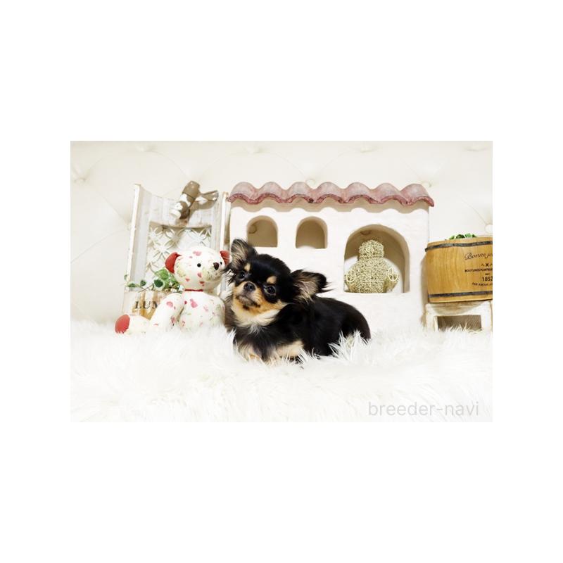 販売中の佐賀県のチワワ(ロングコート)-425015の4枚目