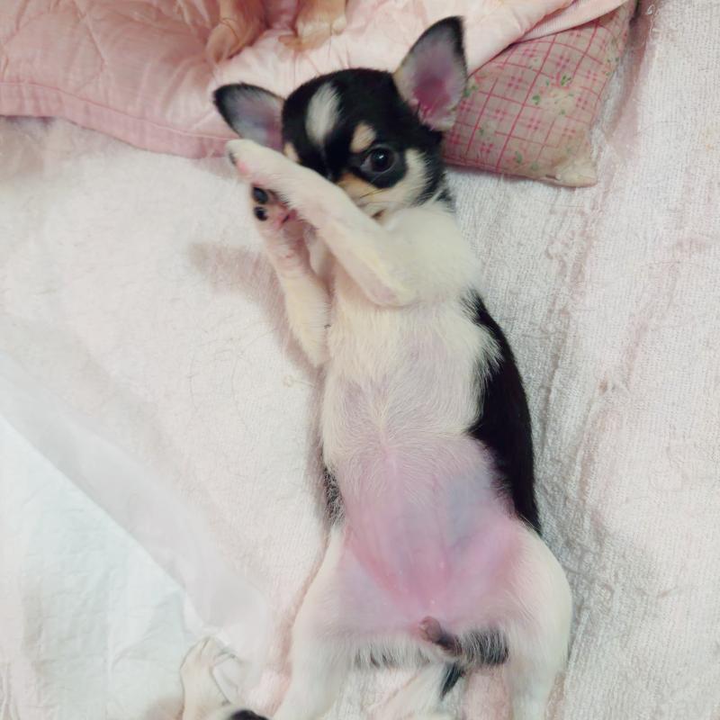 販売中の香川県のチワワ(スムースコート)-437432の2枚目