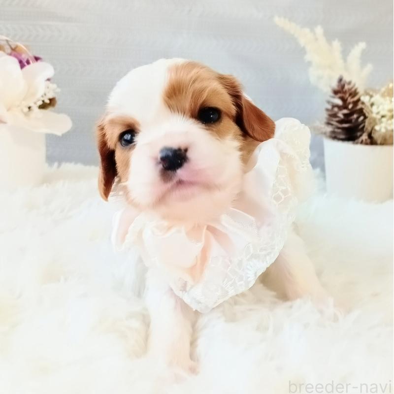 販売中の和歌山県のキャバリアキングチャールズスパニエル-441437の7枚目
