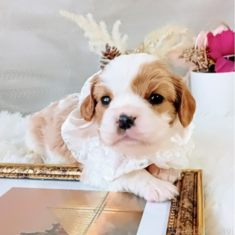 販売中の和歌山県のキャバリアキングチャールズスパニエル-441437の6枚目
