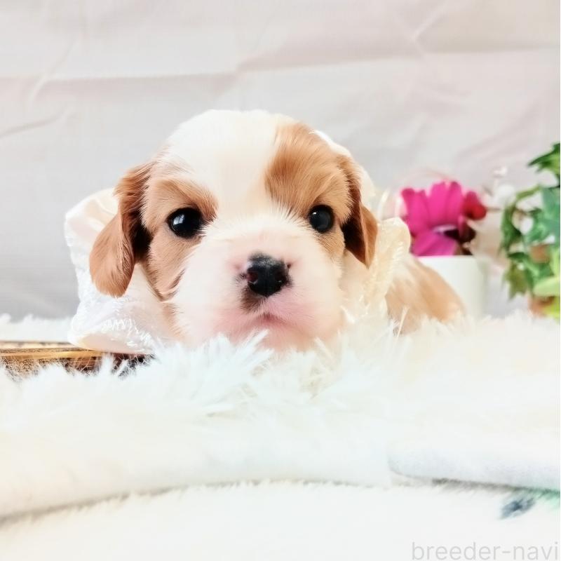 販売中の和歌山県のキャバリアキングチャールズスパニエル-441437の5枚目