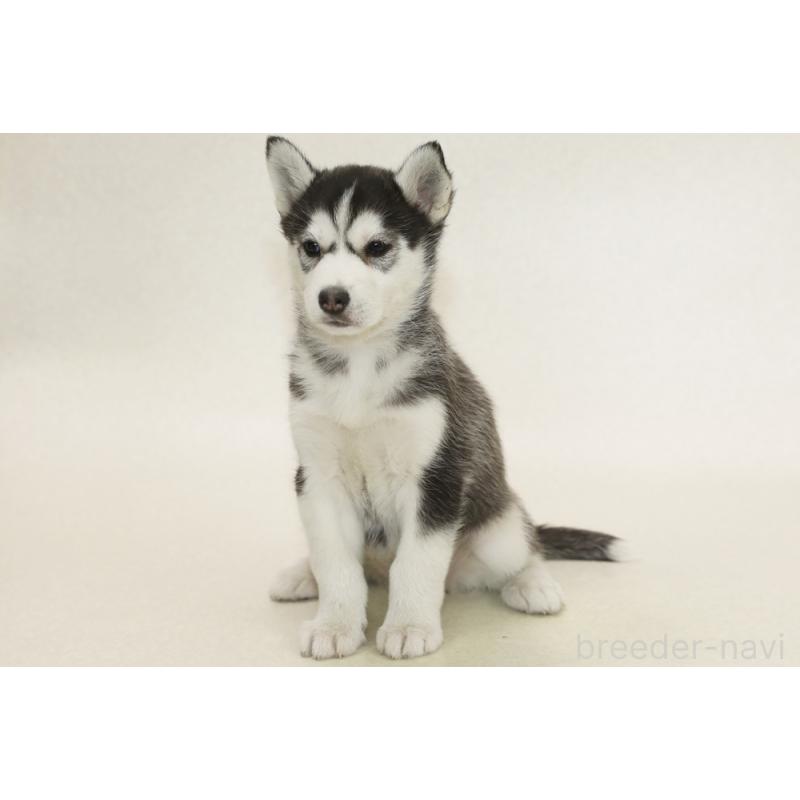 販売中の神奈川県のシベリアンハスキー-441436の1枚目