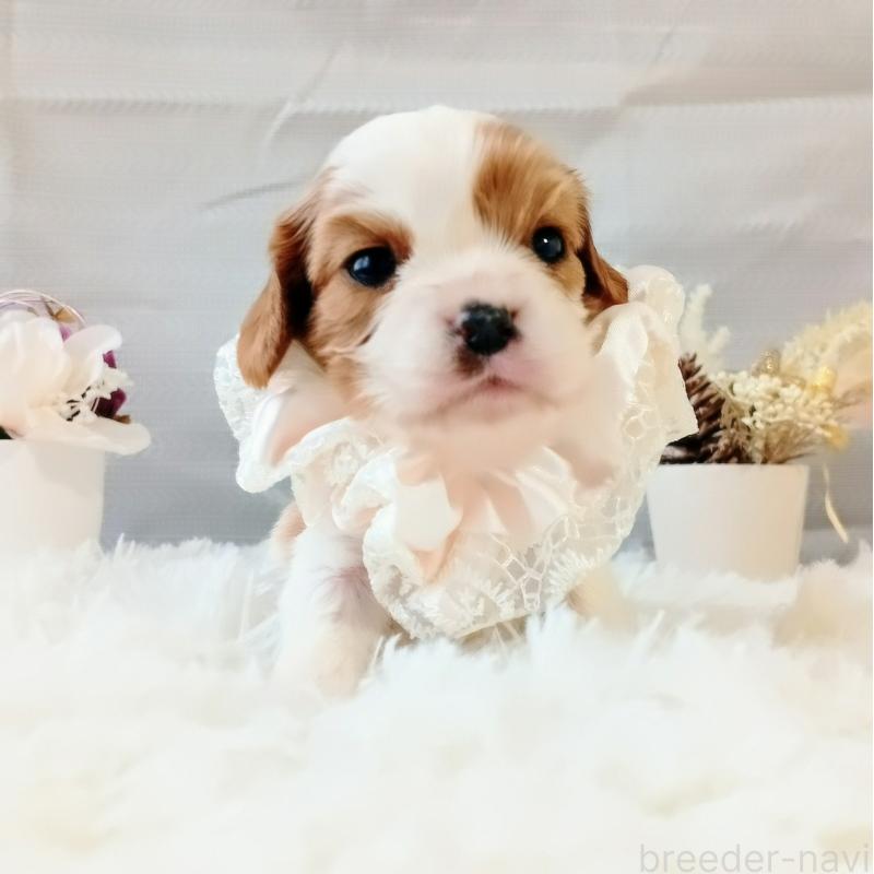 販売中の和歌山県のキャバリアキングチャールズスパニエル-441437の4枚目