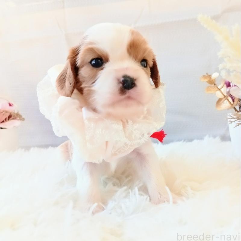 販売中の和歌山県のキャバリアキングチャールズスパニエル-441437の3枚目