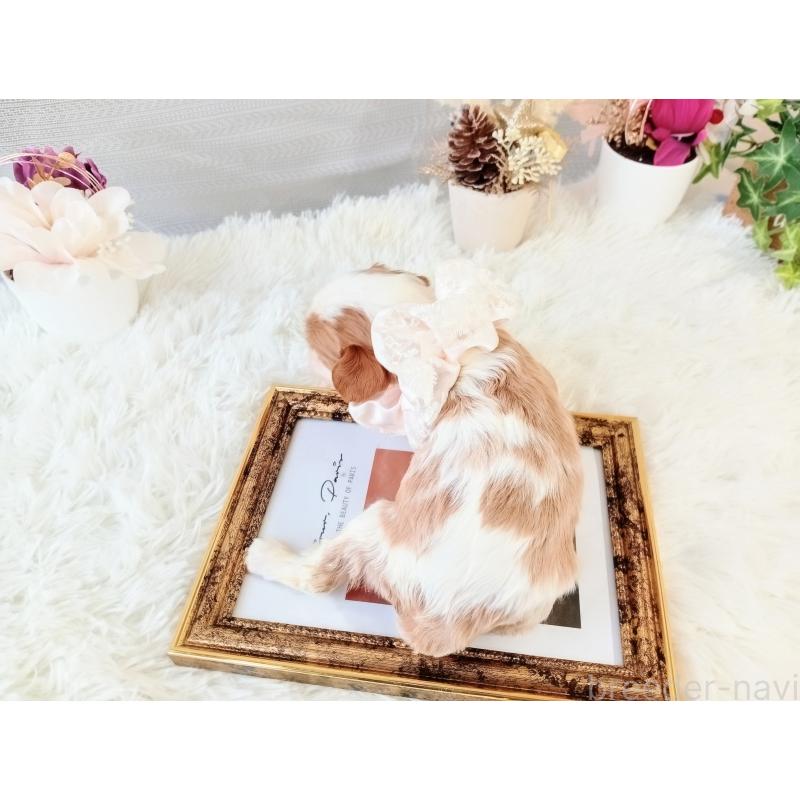 販売中の和歌山県のキャバリアキングチャールズスパニエル-441437の2枚目